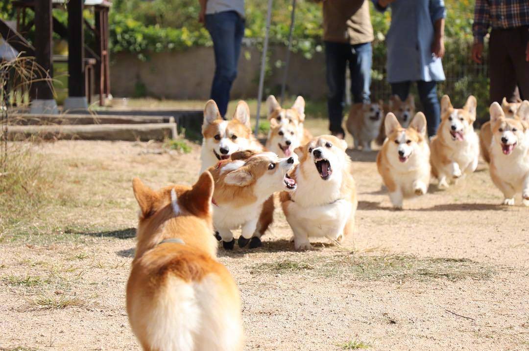 捡屎官带自家狗和别的柯基一起参加小活动,好壮观的一群小短腿