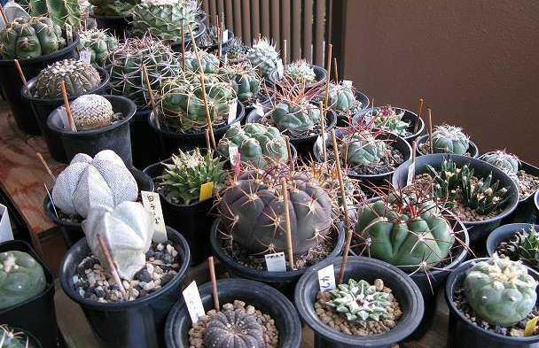 玩转多肉植物,家庭版仙人球大棚建造指南