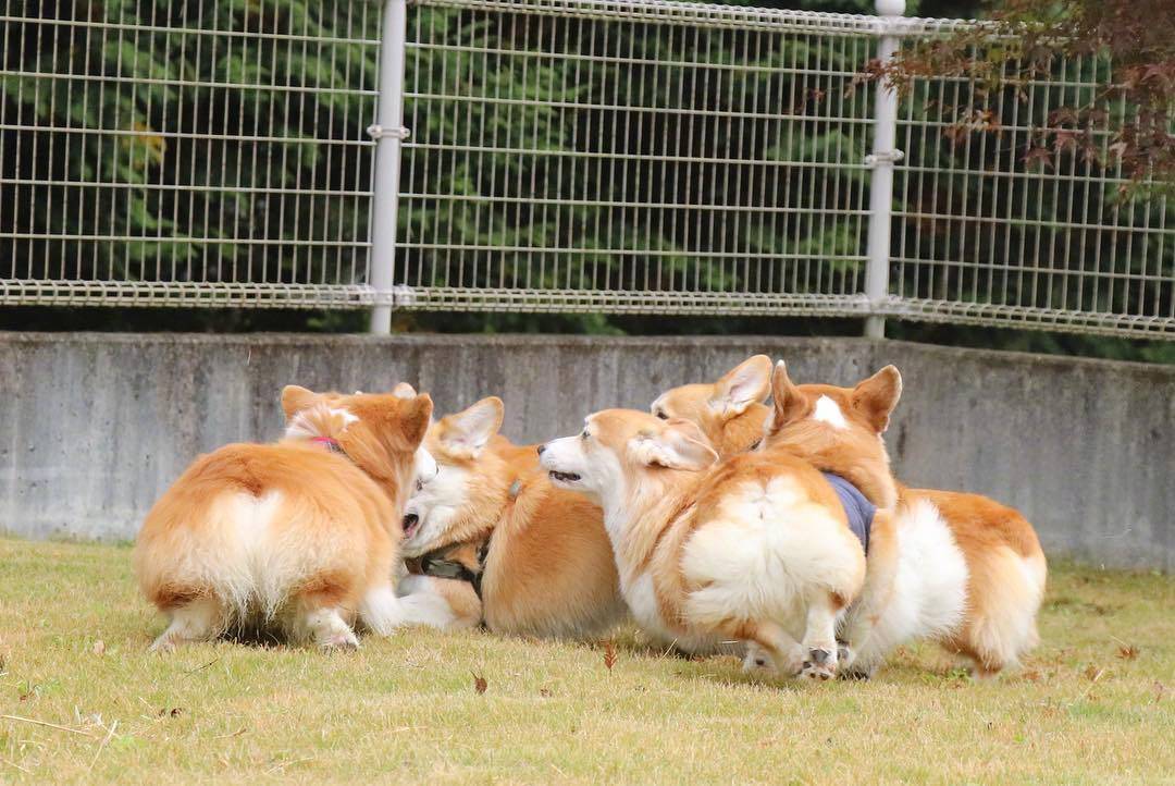 捡屎官带自家狗和别的柯基一起参加小活动,好壮观的一群小短腿