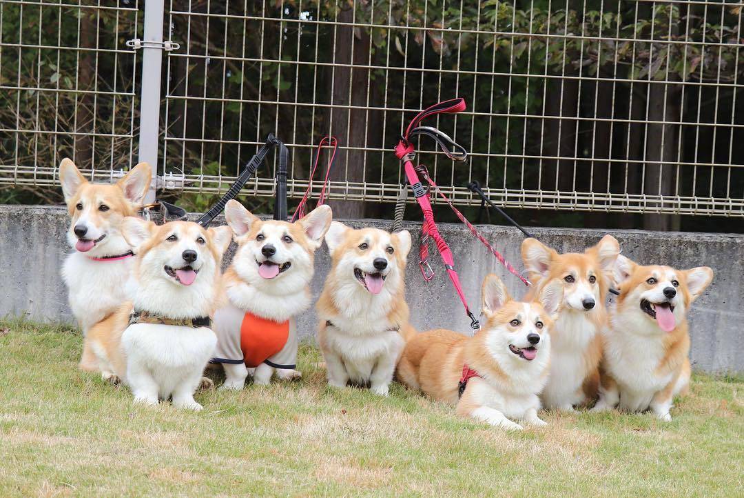 捡屎官带自家狗和别的柯基一起参加小活动,好壮观的一群小短腿|小活动