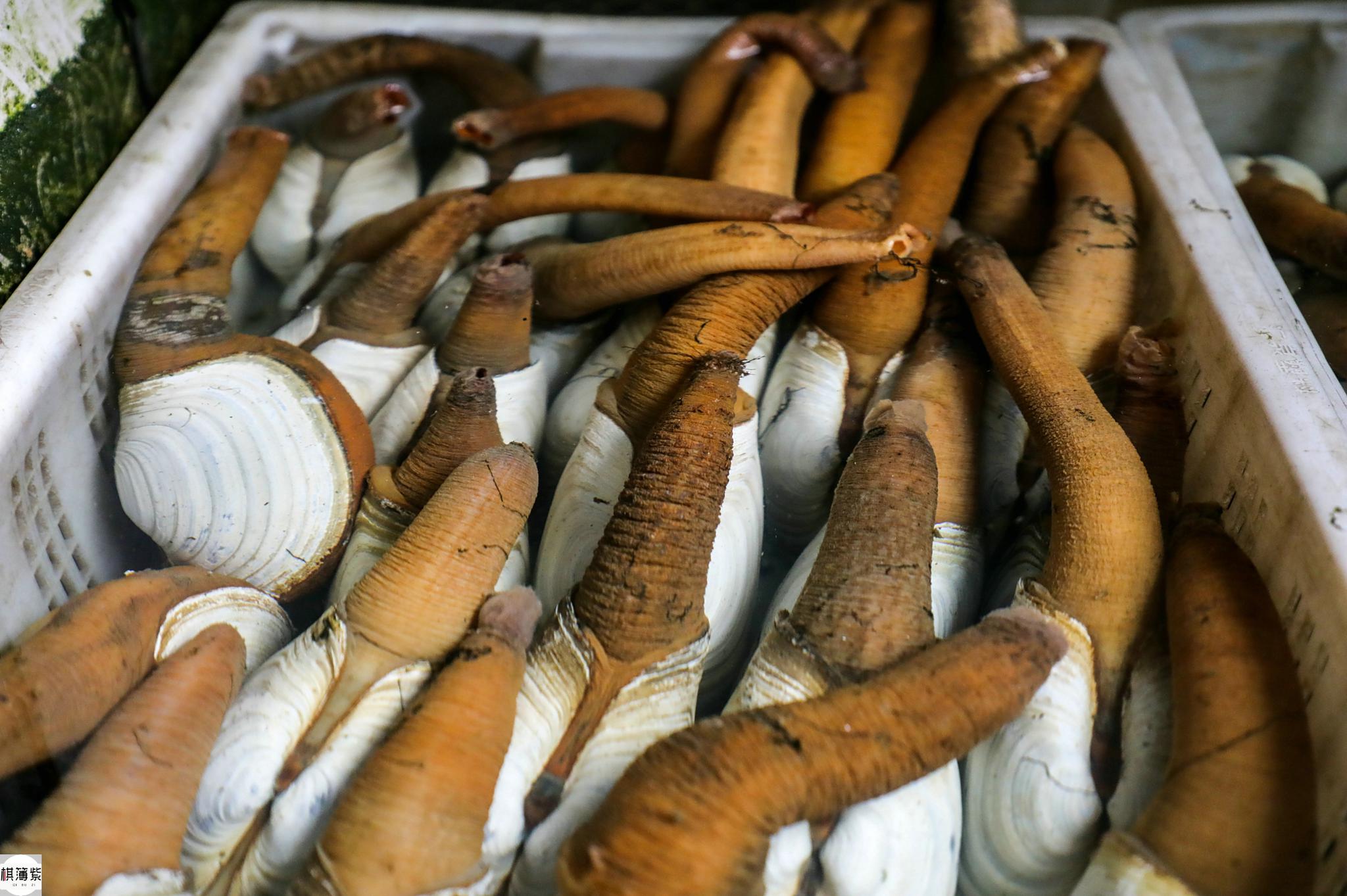 造型奇特100元一个,村民一天分拣4万个|下岗|象拔蚌|南方_新浪新闻