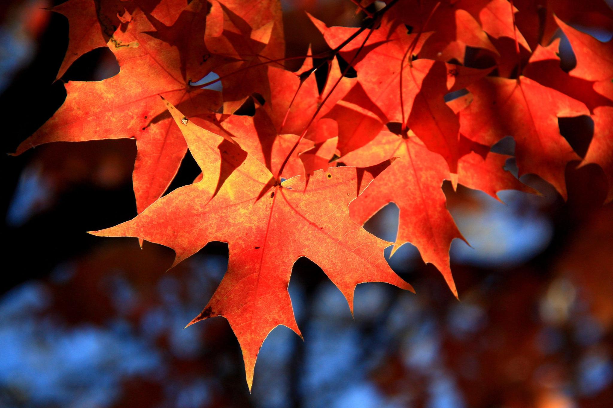 angelababy加拿大骑行景色名不虚传10月底去哪看枫叶