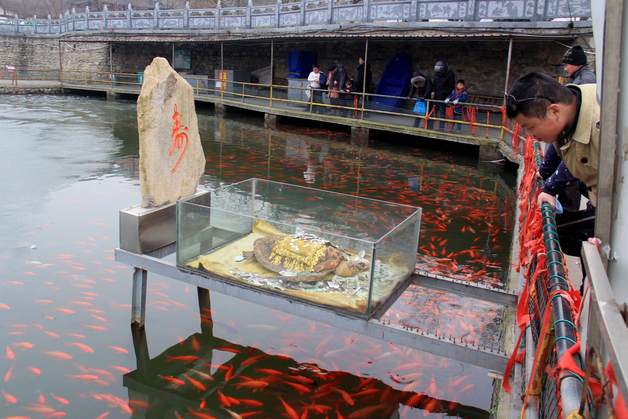 许愿池许愿要掏钱给大乌龟,有游客发问,这些钱后来到哪去了?