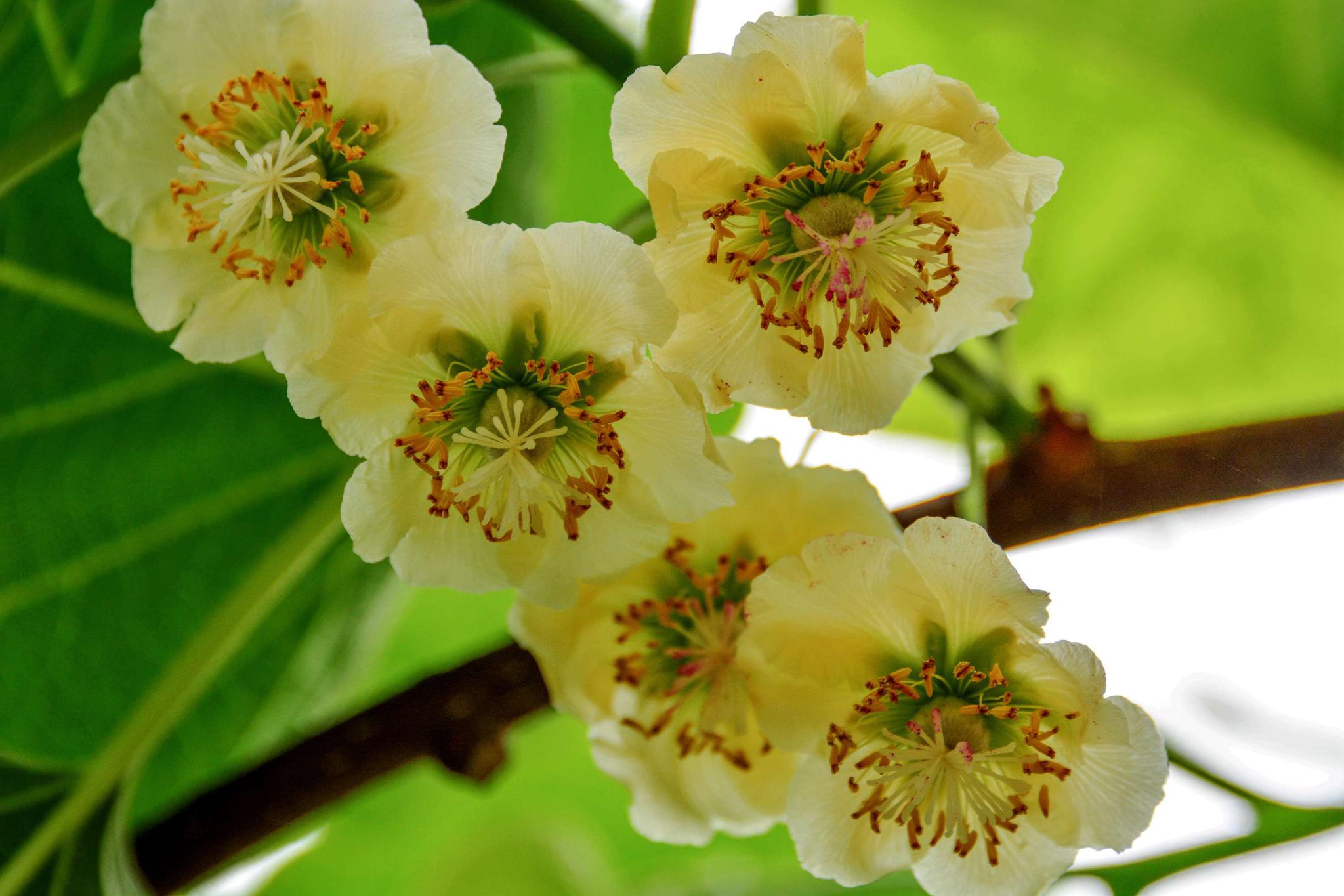 猕猴桃花盛开时