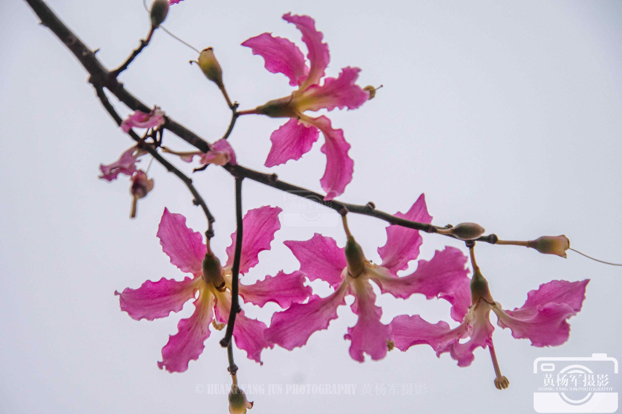木棉树花娇艳盛开的美艳_高清图集_新浪网