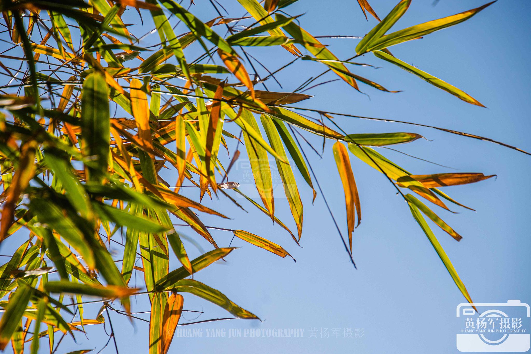 蓝天下的竹子,美丽的秋色_高清图集_新浪网