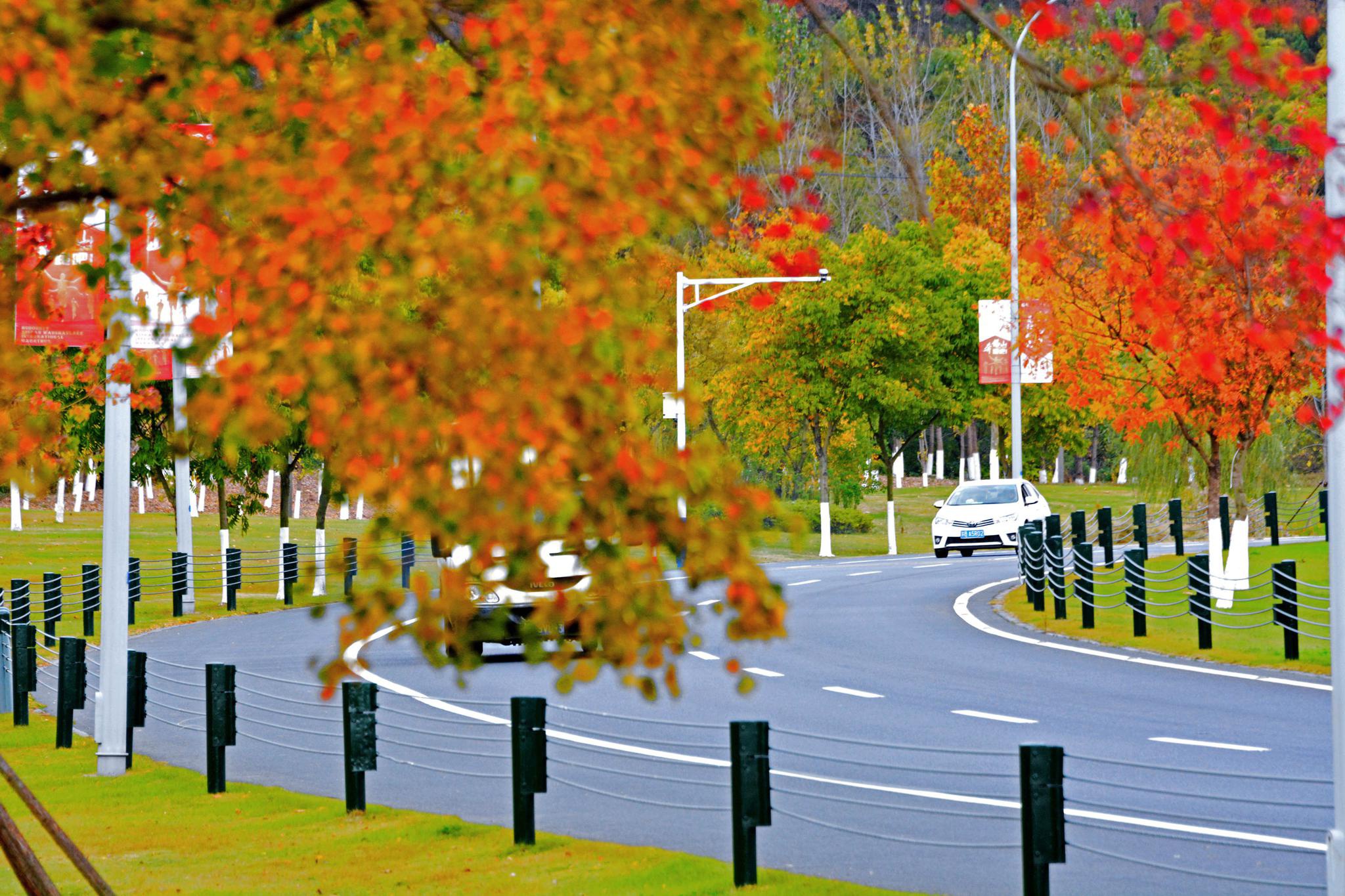 无锡最美公路胶阳路的深秋,车辆,行人,穿行在斑斓秋色中.