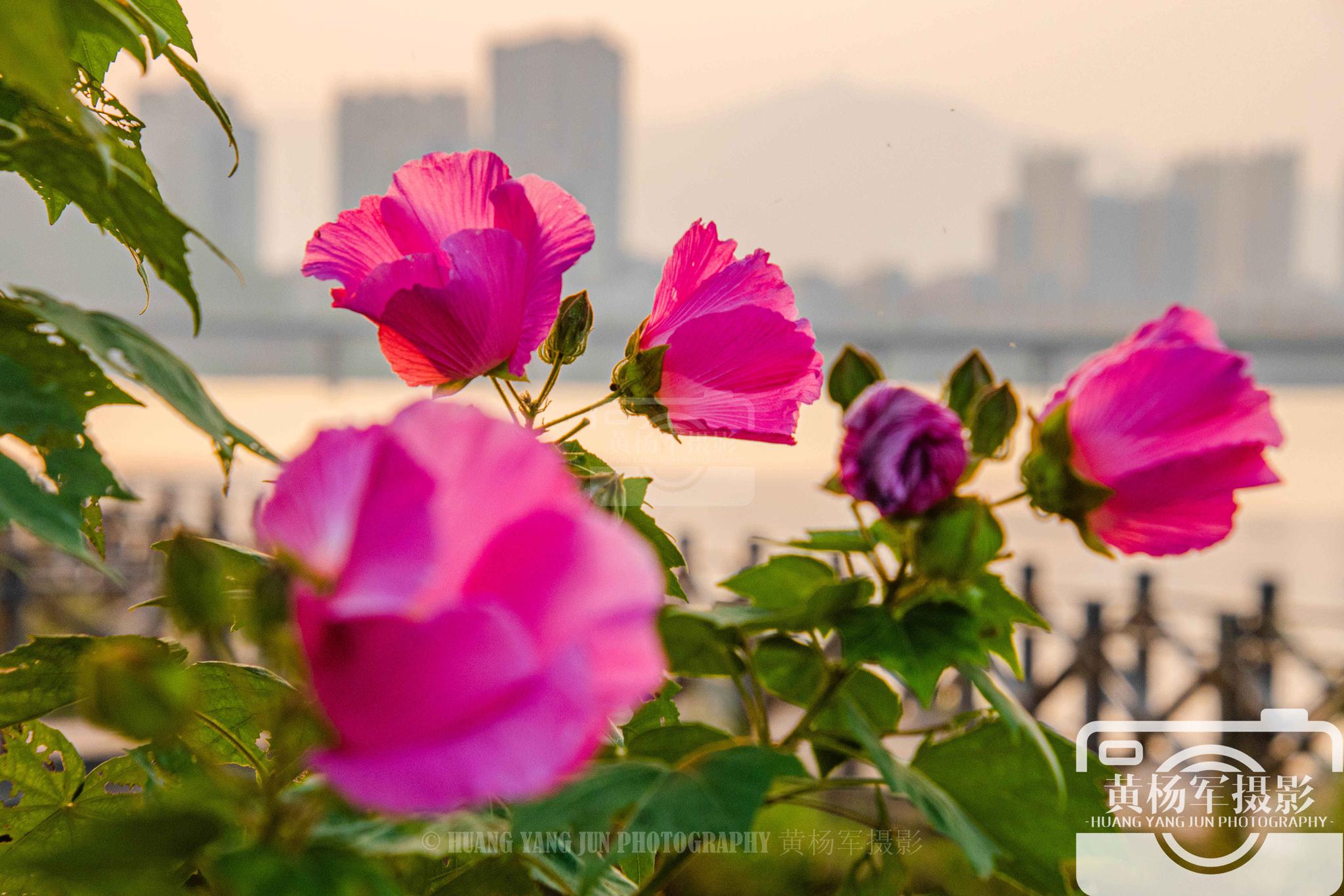 无需华丽也能震撼人心约基奇NBA集锦揭秘低调打法背后的极致高效
