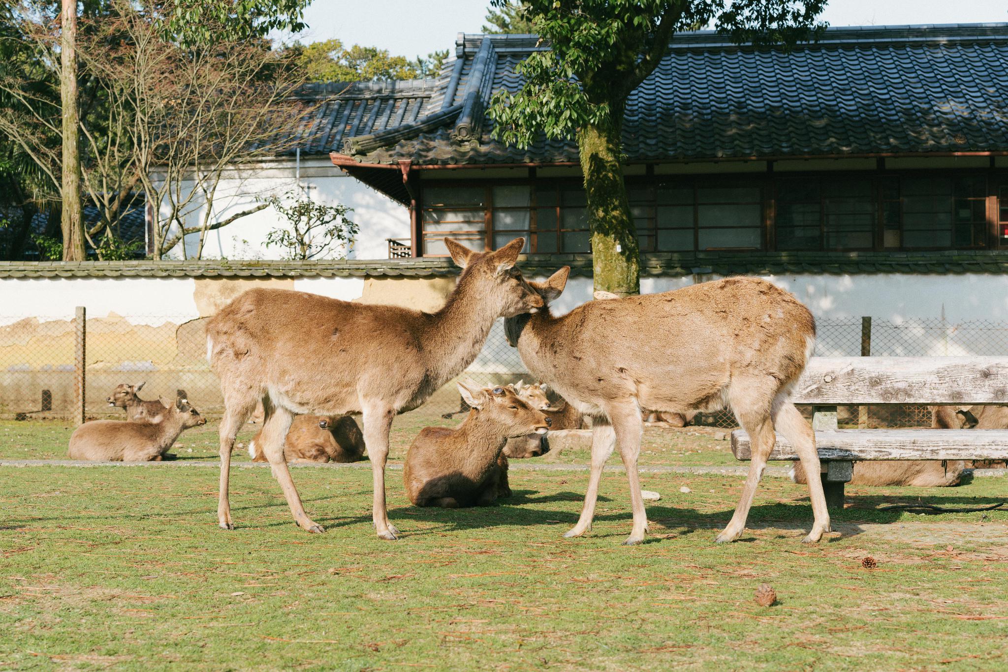 日本旅行 | 奈良 林深时见鹿|奈良|神鹿|若草山_新浪新闻