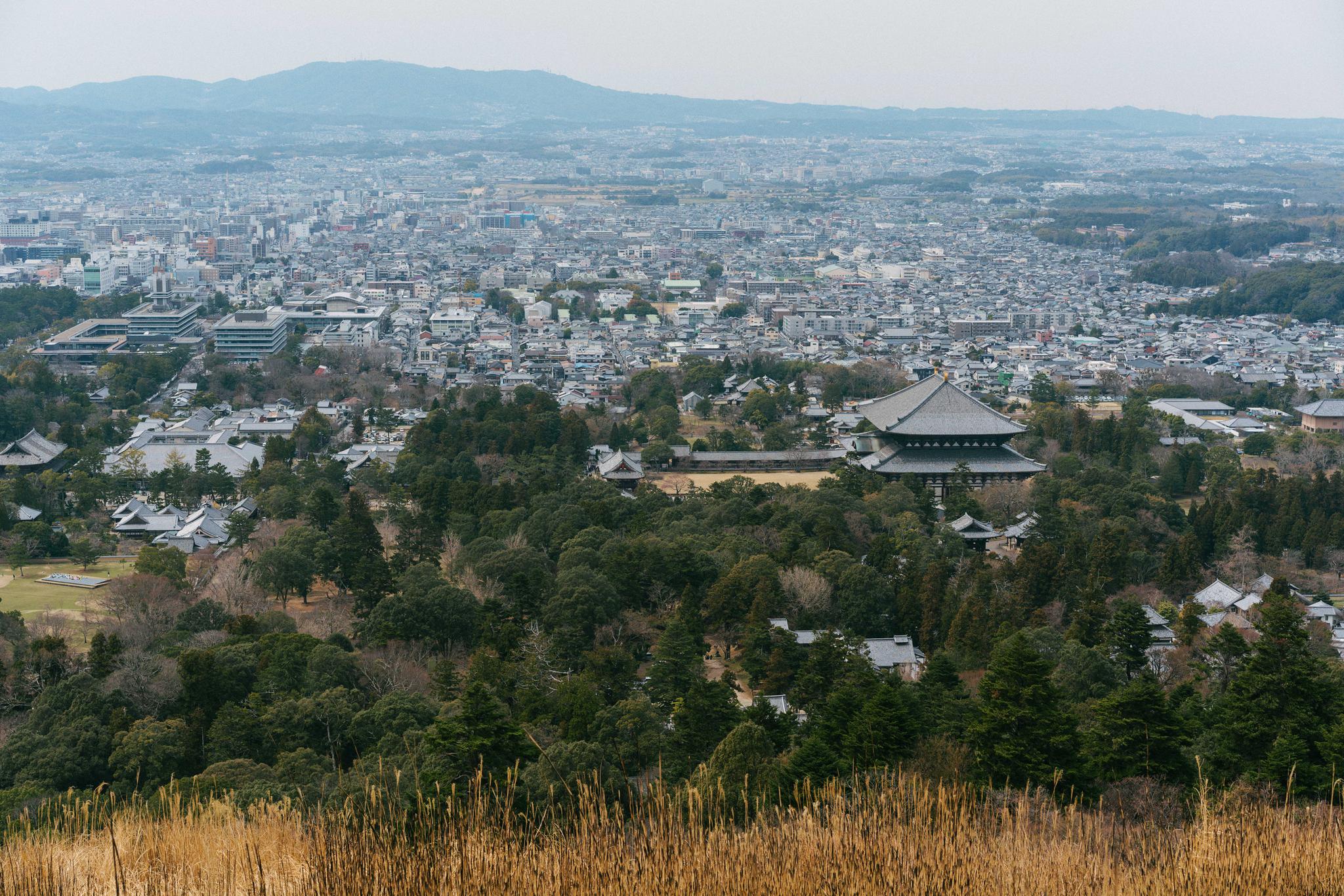 日本旅行 | 奈良 林深时见鹿