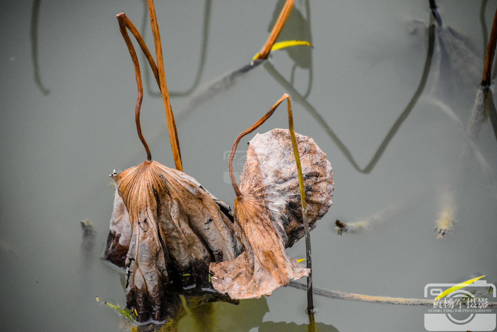 秋日荷塘里的枯荷