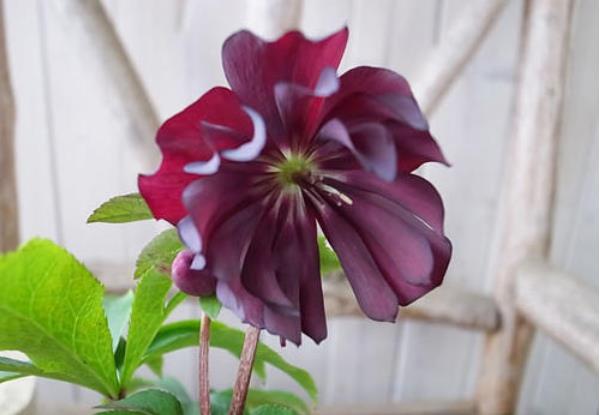 新手养花,不如养观赏精品:圣诞玫瑰,童话树,贵为网红品种