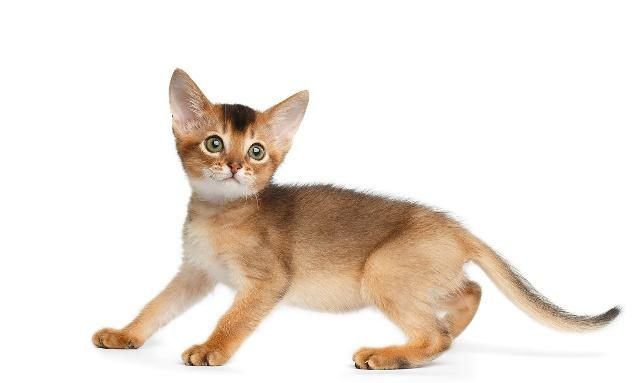虽然名字非常拗口 但样子却十分可爱的猫 你认识它吗