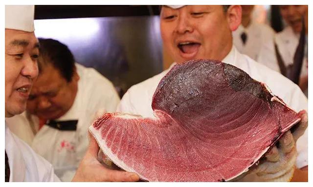 金枪鱼|黑鲔鱼|鳍_新浪新闻