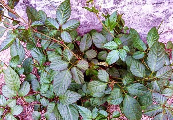 农村这种"母猪藤"目前很珍贵,民间用来抗菌抗炎抗病毒|草药|急救|乌蔹