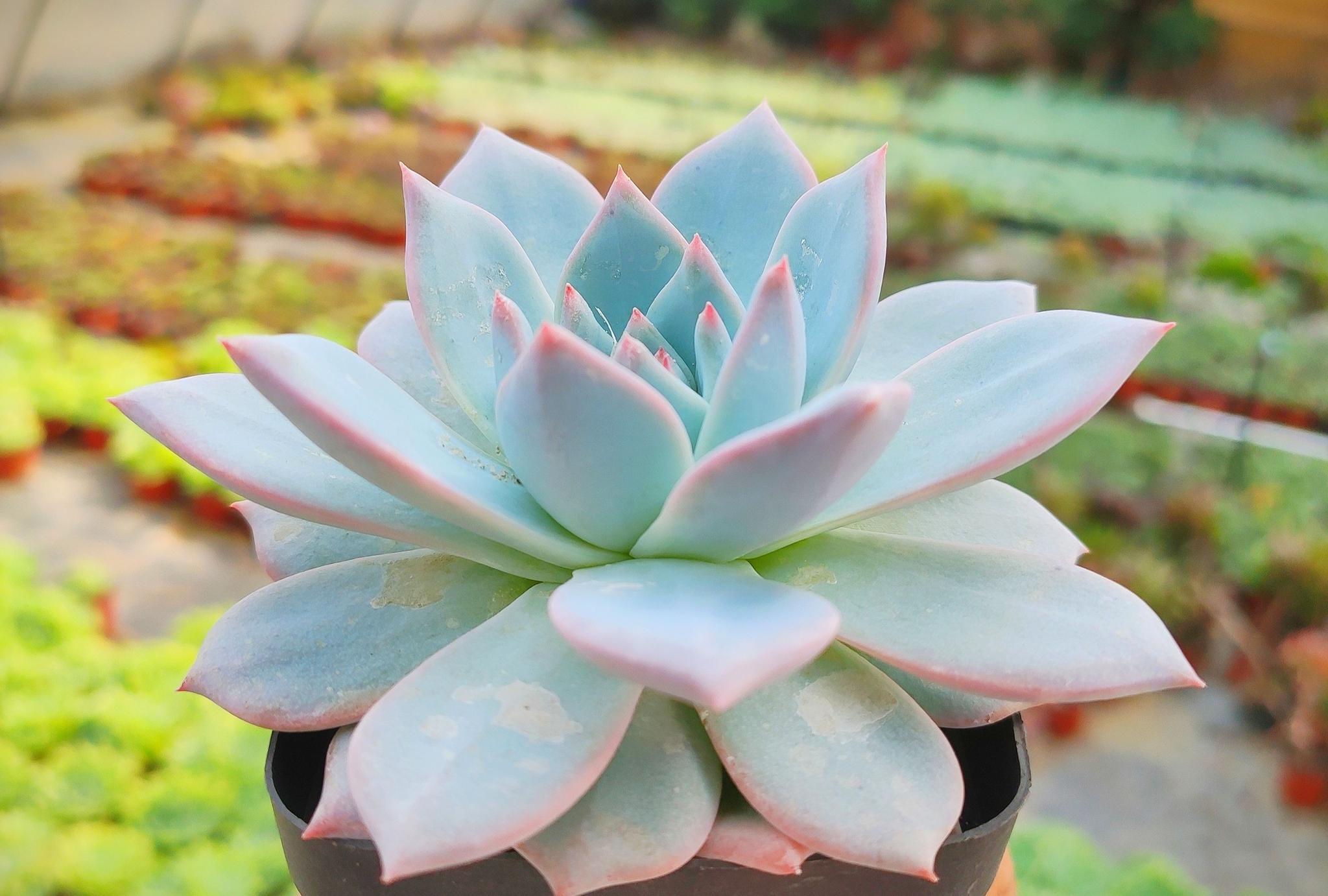 认识多肉植物粉蓝鸟和原始卡罗拉_高清图集_新浪网