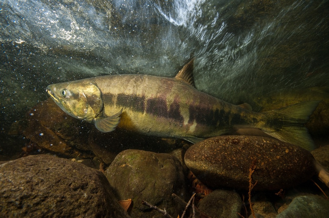 水中生活(鳄鱼在陆地上生活还是在水中生活)