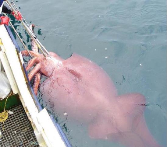 抹香鲸与大王酸浆鱿两大霸王若相遇这场史诗争斗会有多可怕