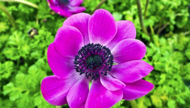 半日花真的是花开半日吗？...