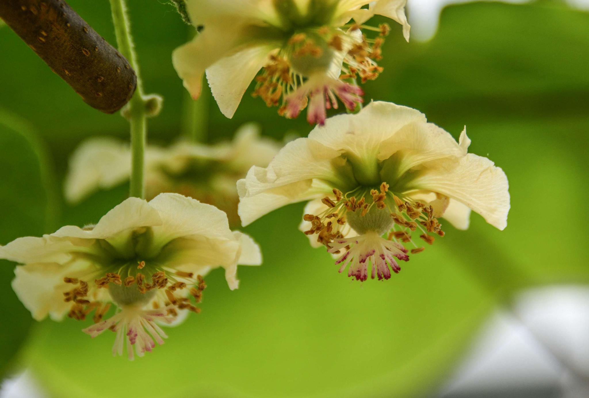 猕猴桃花盛开时,也是果农们最忙碌的时候,摄于无锡