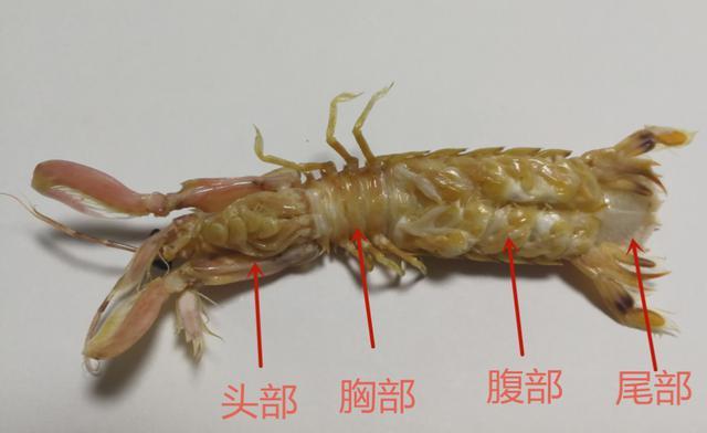 剥了那么久的皮皮虾才知道上面有拉链3秒就能够剥一只