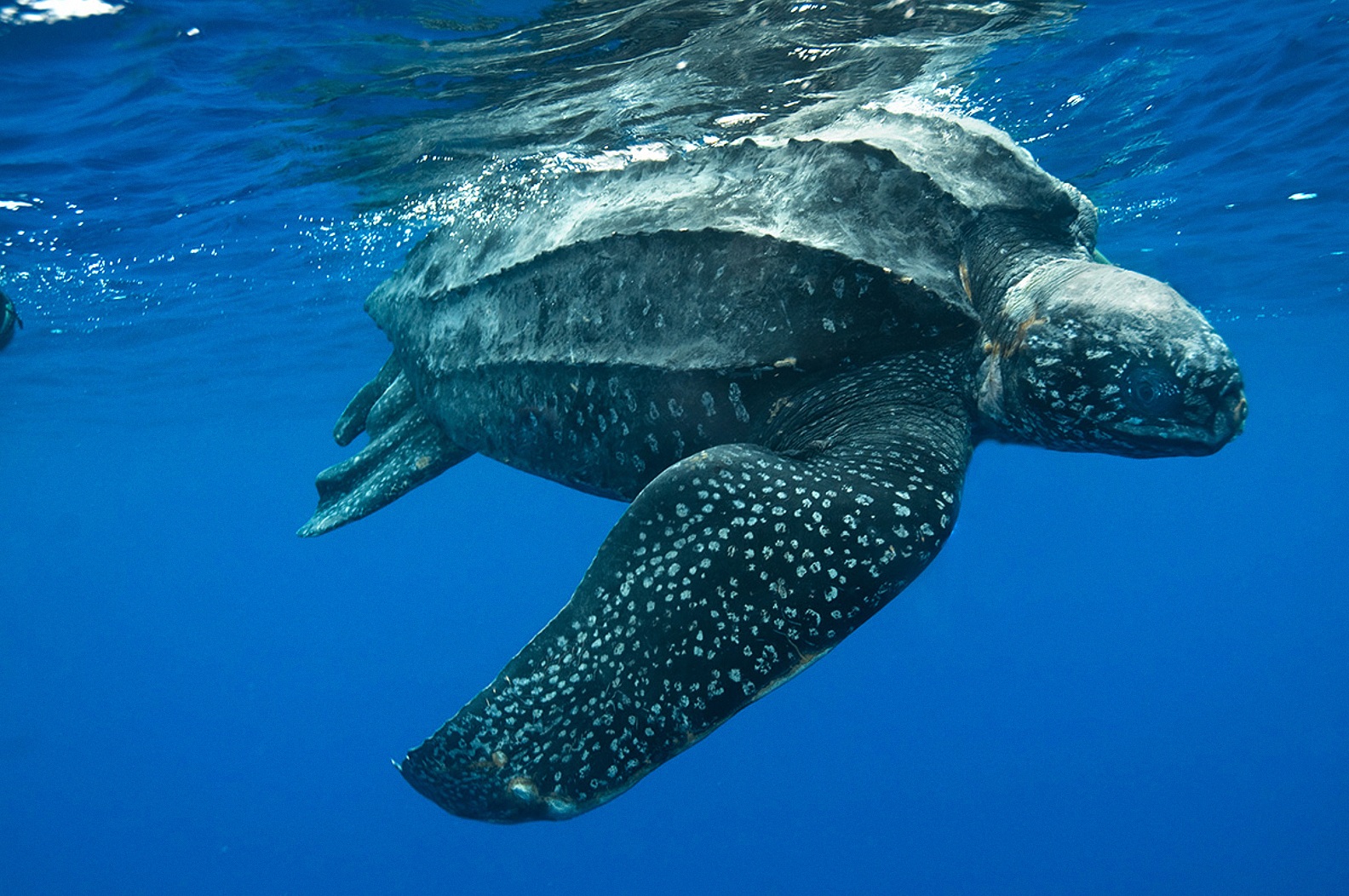 棱皮龟6,棱皮龟除了作为规模最大,潜水最深的龟种,棱皮龟还是每次迁移