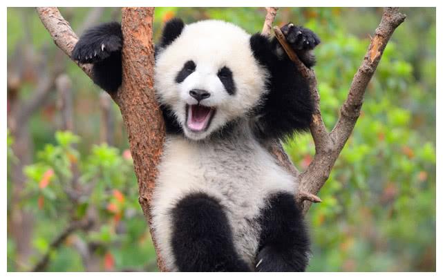 大熊猫尾巴比兔子还短,但小时候却有身体的1/4长,用处很大