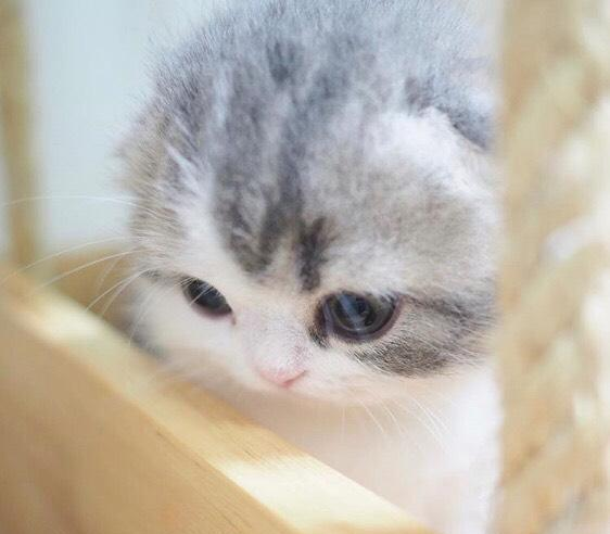 8只超可爱的小奶猫低头不语那只好像有什么心事