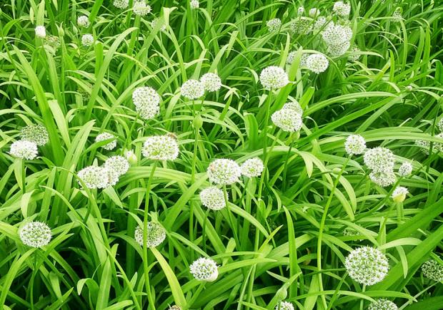 荒野维生野菜系列——宽叶韭_新浪新闻