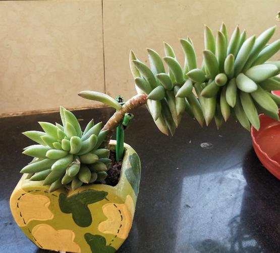 养了半年的千佛手,不爆侧芽,索性砍了,结果爆了很多侧芽