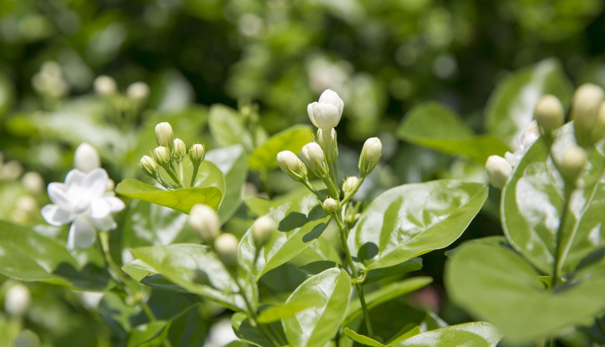 茉莉花,茉莉花香味特殊淡而不腻,花期时间长|茉莉花|养花|精油_新浪