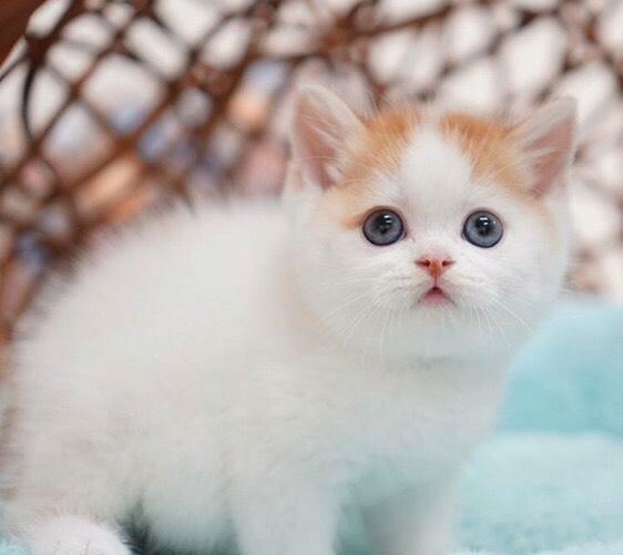 被这只肉质紧实的小奶猫可爱到了.