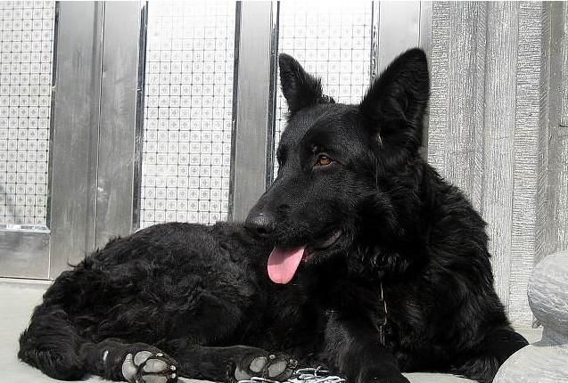 比利时牧羊犬外貌优美强壮灵活而肌肉发达机警而充满活力