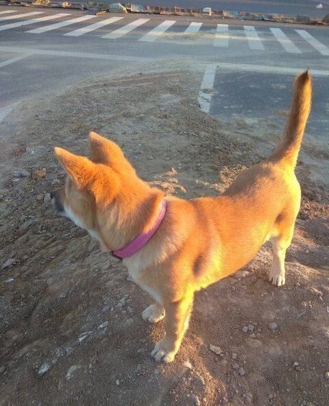 中华田园犬,大黄狗从小到大,生活记录照,从丑萌到漂亮