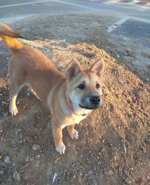 中华田园犬,大黄狗从小到大,生活记录照,从丑萌到漂亮