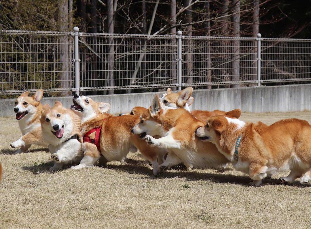 捡屎官带自家狗和别的柯基一起参加小活动,好壮观的一群小短腿