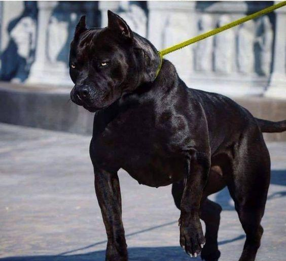 二战中,这4种犬军功卓越,而它已经绝迹,难再寻见