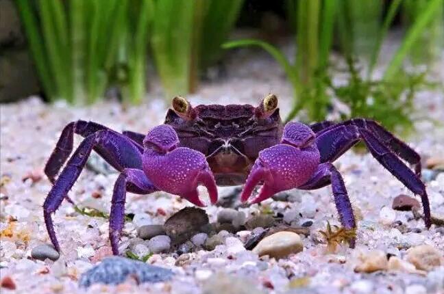 18种稀有奇葩动物你知道多少