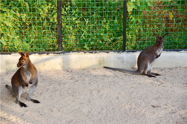 有爱人的冬天就是不一样,佛山南丹山动物园的情侣鹦鹉秀恩爱