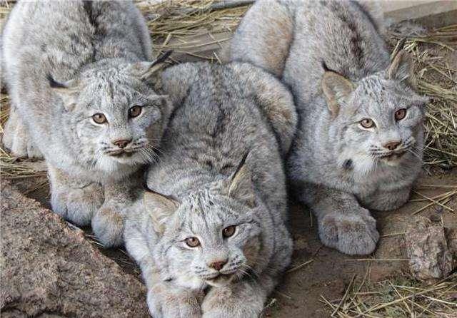 为什么猞猁会被称为狼的天敌呢老农你可能不知道它另一个名字