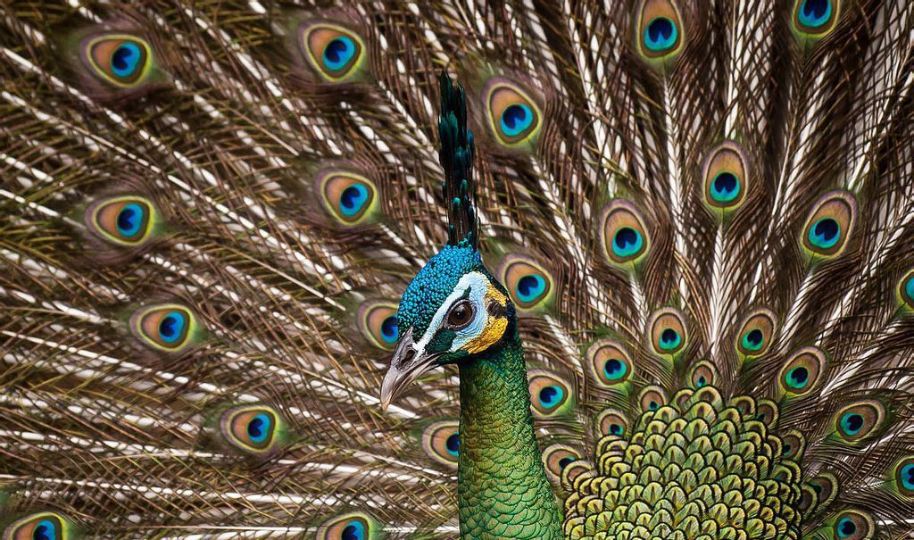 绿孔雀体长180~230厘米,雄鸟体羽为翠蓝绿色,头顶有直立的冠羽|绿孔雀