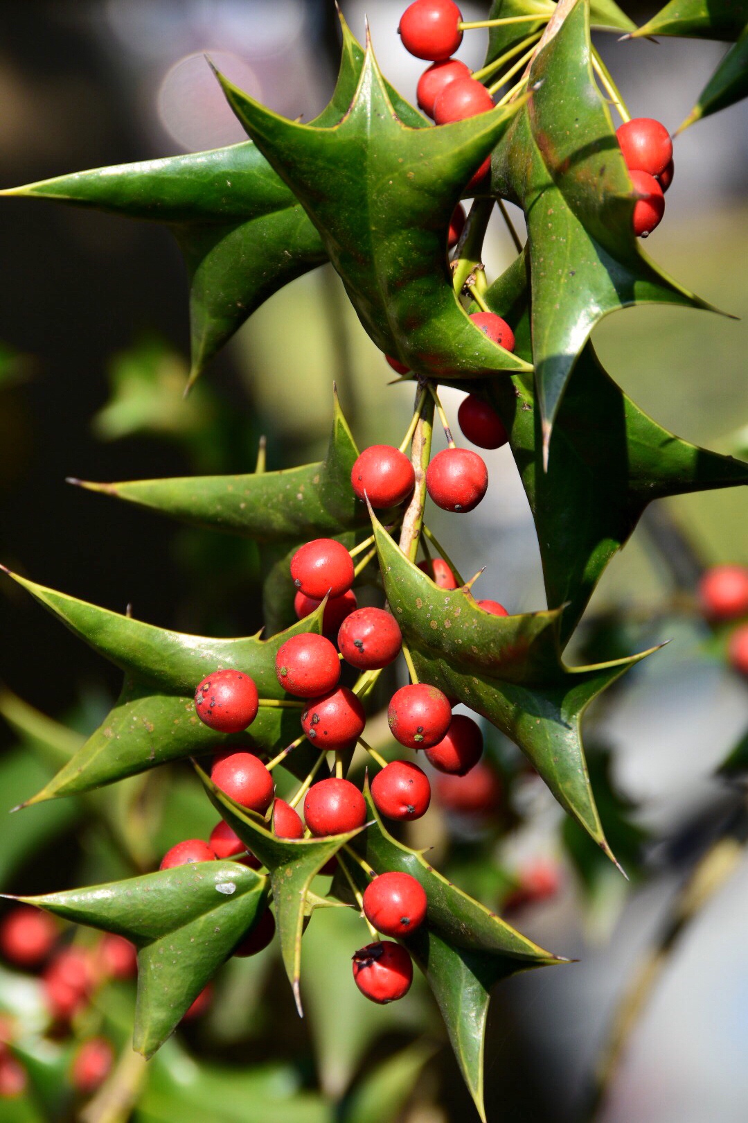 叶形奇特的枸骨二原创