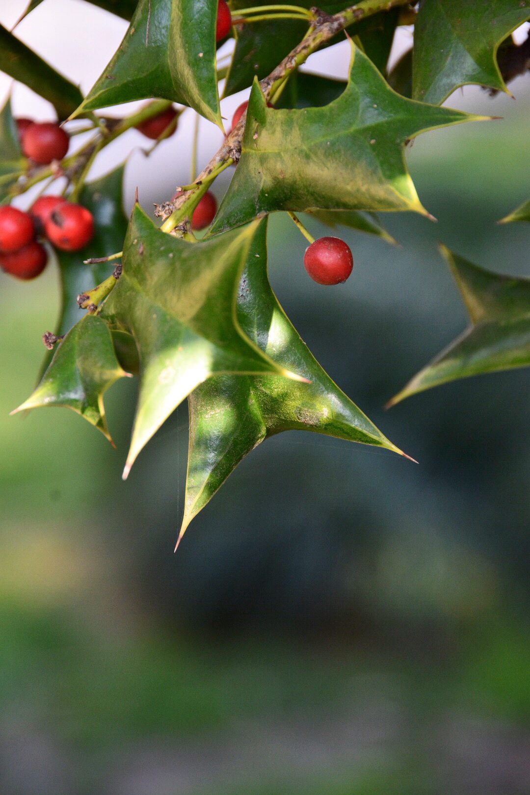 叶形奇特的枸骨二原创