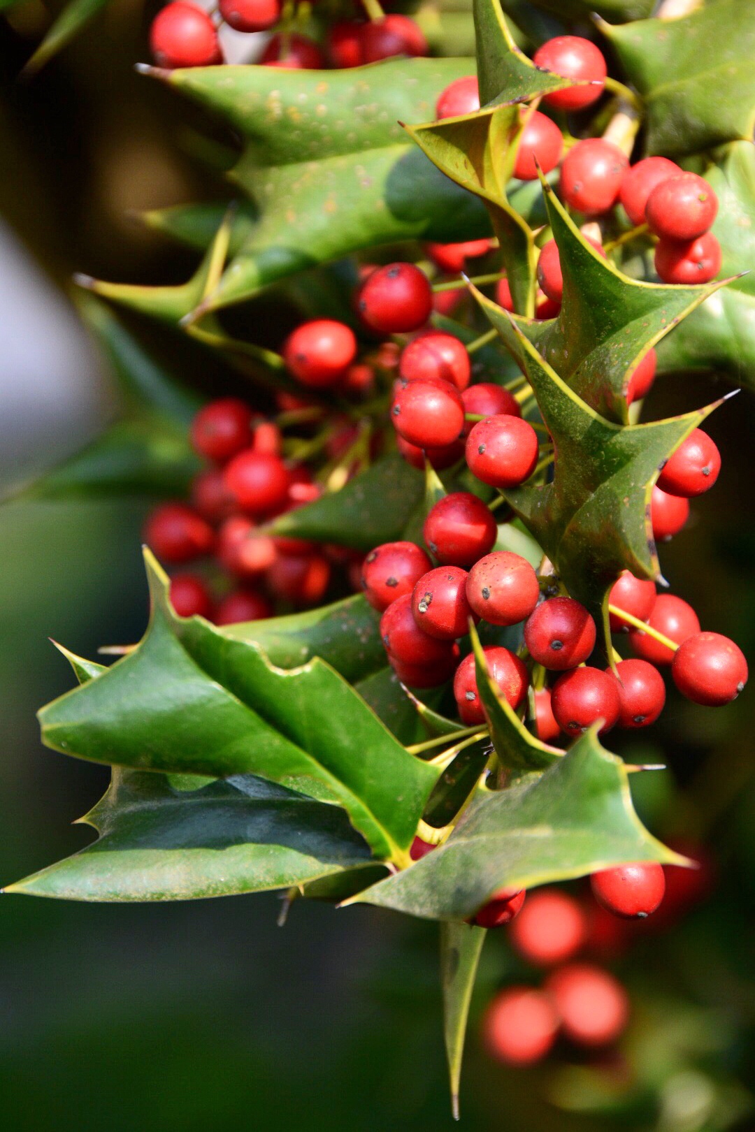 叶形奇特的枸骨二原创