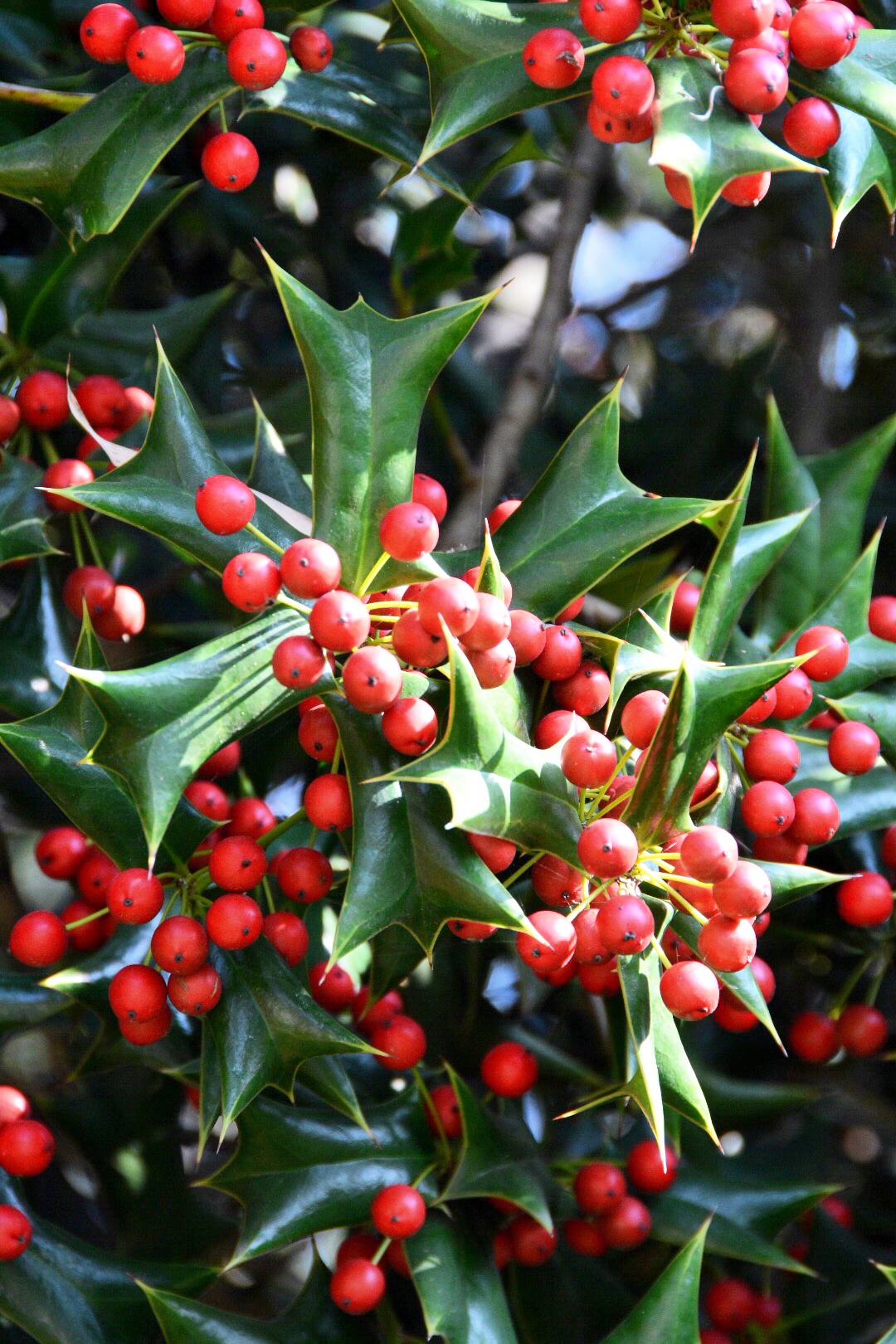 叶形奇特的枸骨二原创