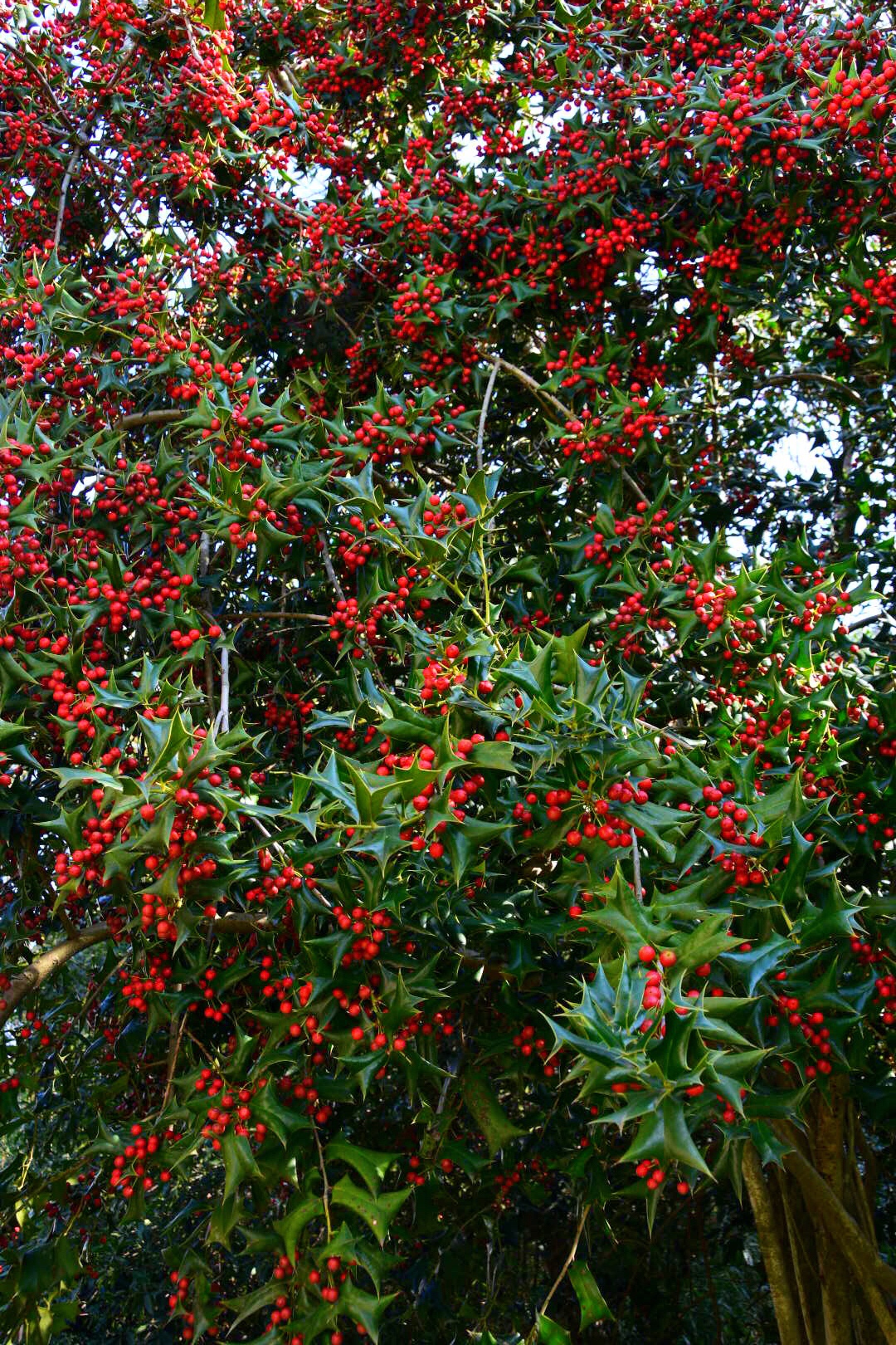 叶形奇特的枸骨二原创