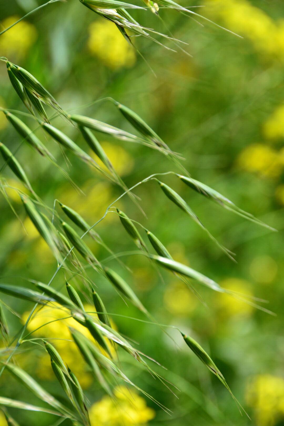 为禾本科植物,《本草纲目》中称之为雀麦,野麦子燕麦不易脱皮,所以被