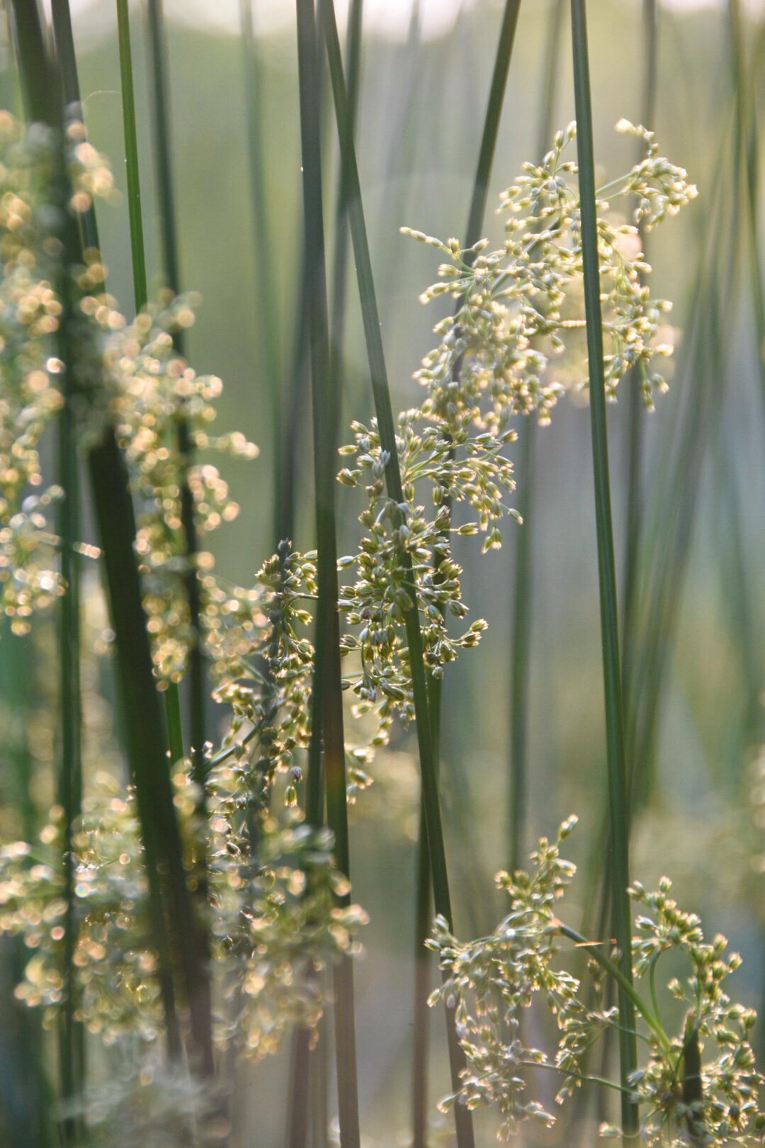 《本草纲目》中降心火,止血通气,散肿止渴的灯心草|灯心草|心火|本草纲目_新浪新闻