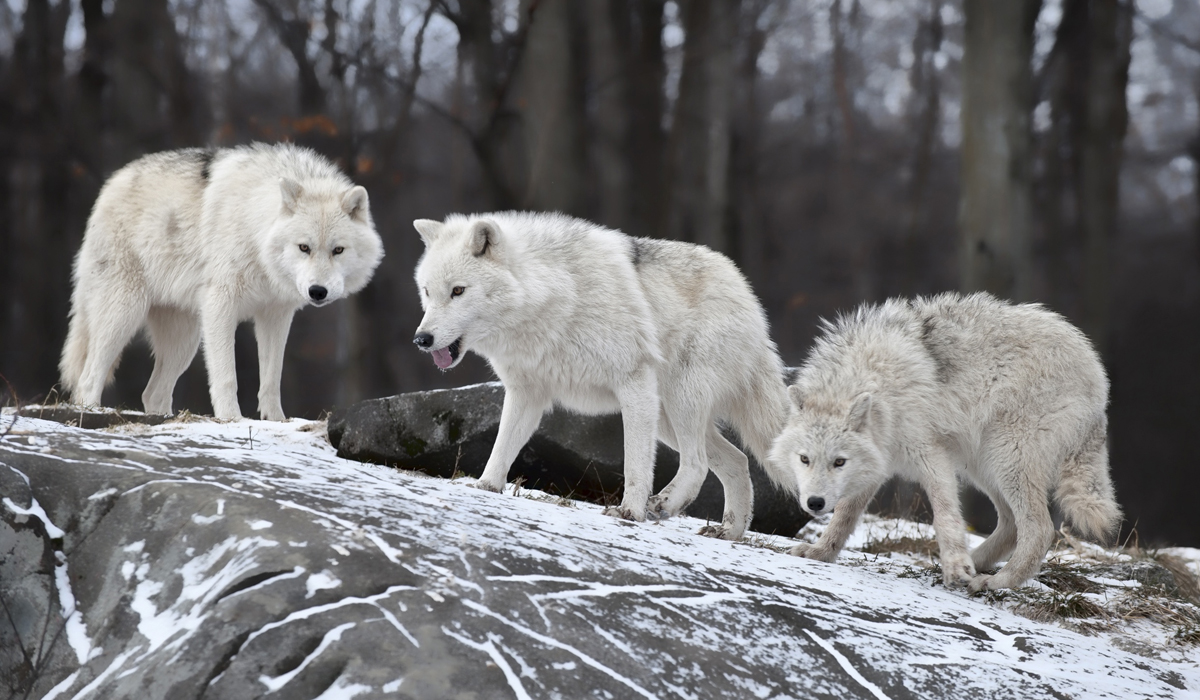 流浪藏獒会成为雪山上最强的猛兽群体吗雪豹的王者称号要易主