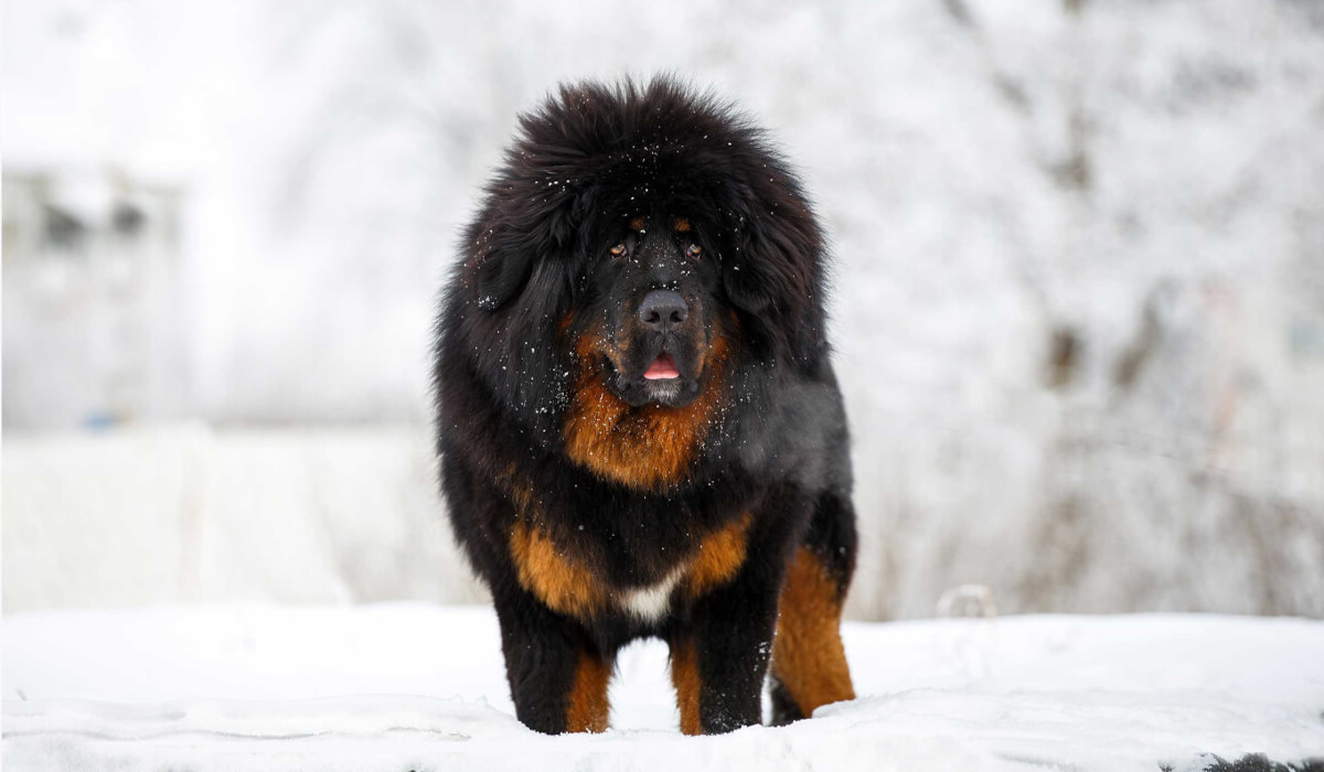 流浪藏獒会成为雪山上最强的猛兽群体吗雪豹的王者称号要易主